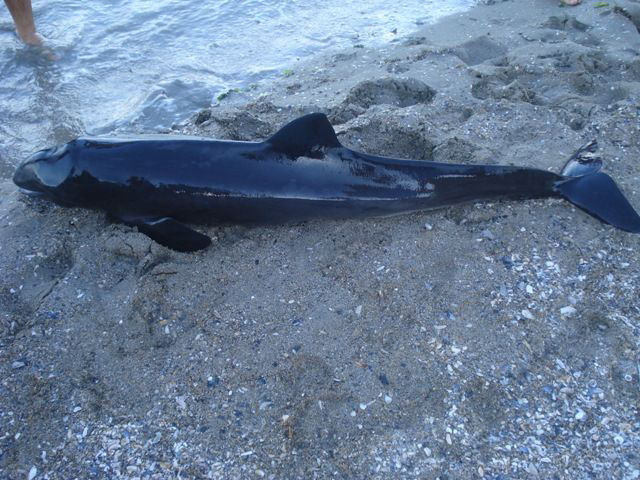 Delfin viu, eșuat pe plaja Tataia - delfinesuat-1346949518.jpg