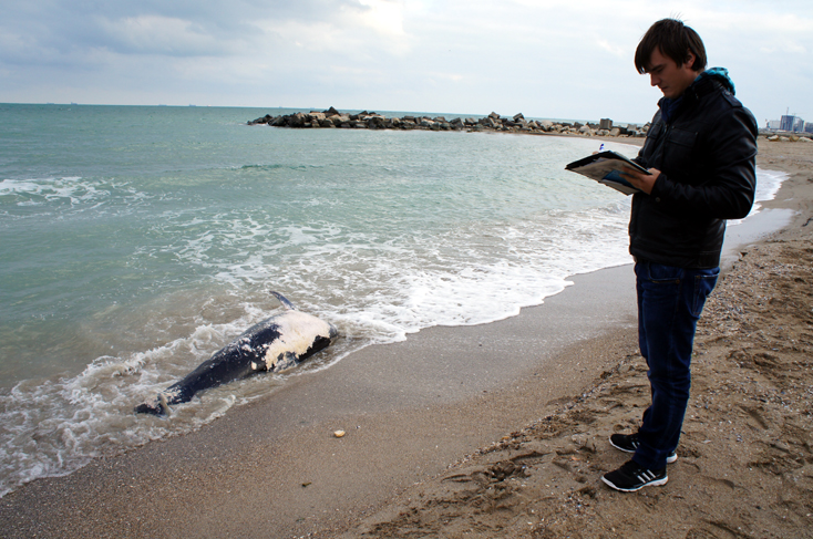 Încă un delfin eșuat mort, pe plaja din Constanța - delfinesuat-1381333883.jpg