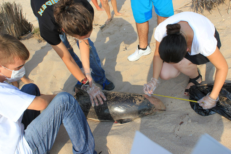 Delfin de peste doi metri, găsit mort pe plajă - delfinesuat1342538876-1381306057.jpg