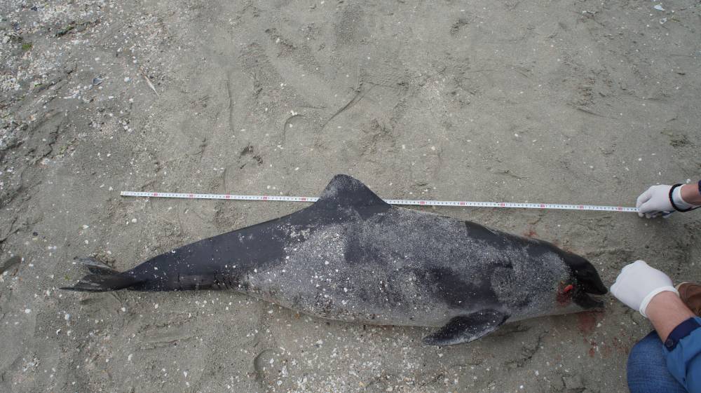 Delfin eșuat pe plaja din Mamaia. Este primul deces de anul acesta - delfinesuat1431008058-1456232782.jpg