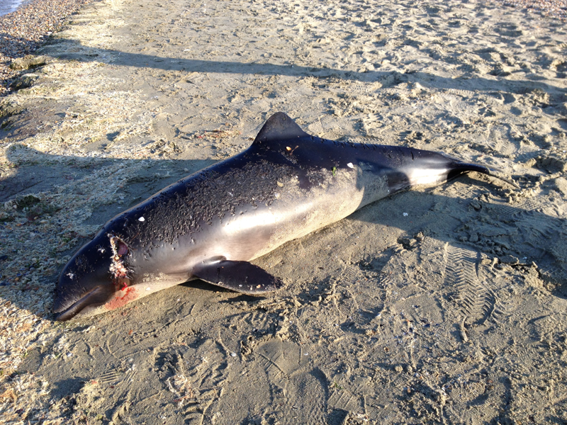 Plasele pescarilor continuă  să facă victime.  Delfin eșuat  pe Plaja Modern - delfinesuat2-1462889199.jpg