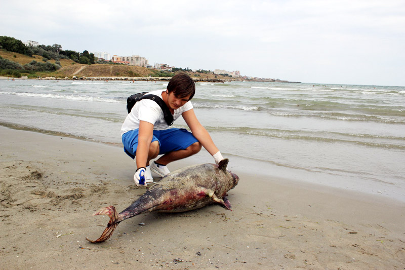 Delfin eșuat pe plaja Modern, din Constanța - delfinesuat4082011-1312475094.jpg