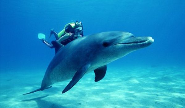 Curs practic pentru foto-identificarea delfinilor din Marea Neagră - delfini-1340198547.jpg