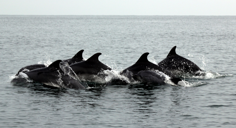 Ziua Delfinului, sărbătorită la Constanța. Iată ce evenimente sunt organizate - delfini-1470332057.jpg