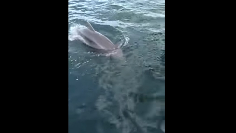Doi delfini au fost filmați jucându-se la malul mării, în Eforie de Nord - delfini-1636635873.jpg