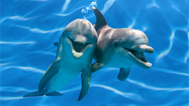 Delfinii din Marea Neagră au devenit victime ale războiului din Ucraina - delfini-1653822933.jpg