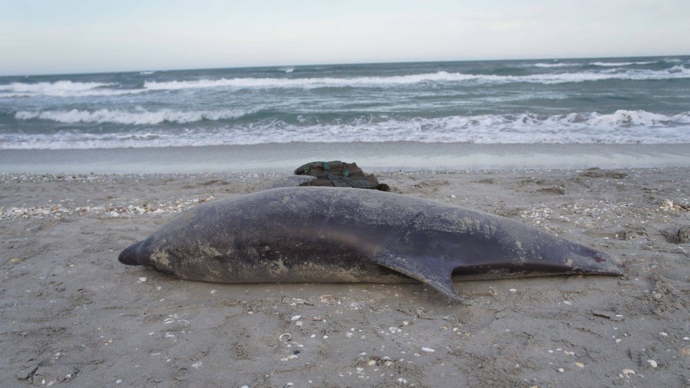 Semnal de alarmă! Delfini morți din cauza plaselor braconierilor de pește - delfini1-1556903805.jpg