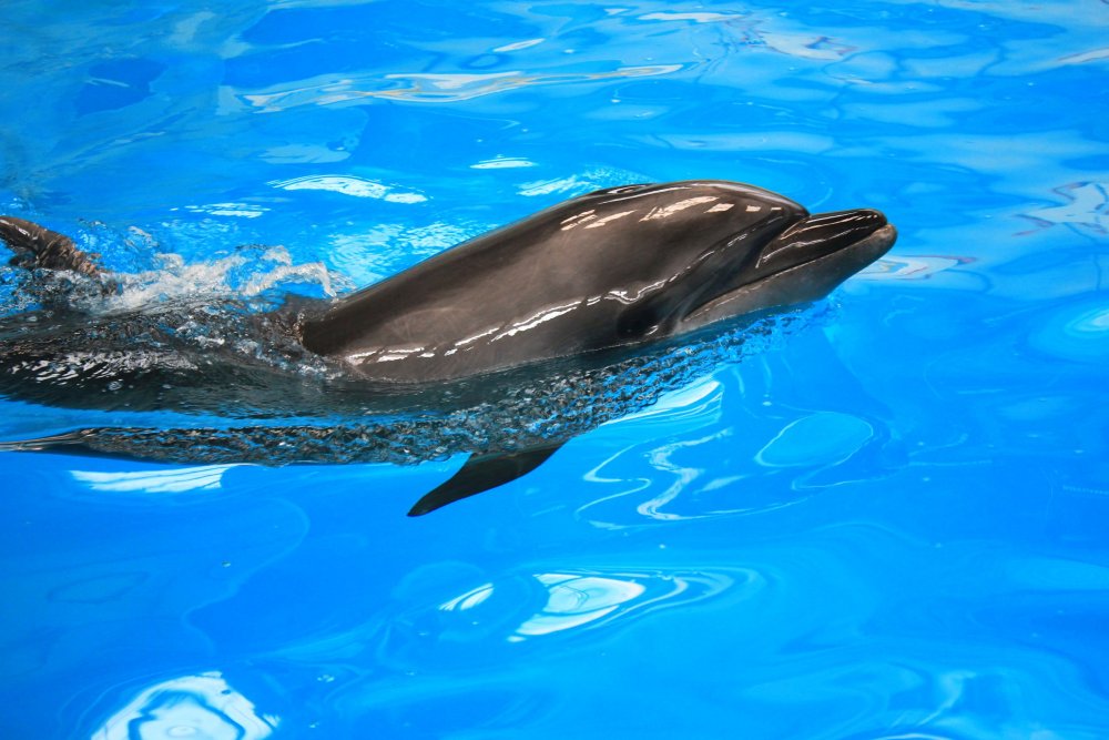 Delfinii din Ucraina, show comun cu vedetele locale Ni Ni şi Chen Chen - delfini1-1655726741.jpg