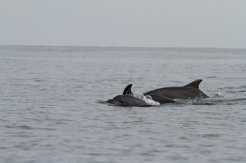 O familie de delfini în largul Mării Negre - delfini2-1351272458.jpg