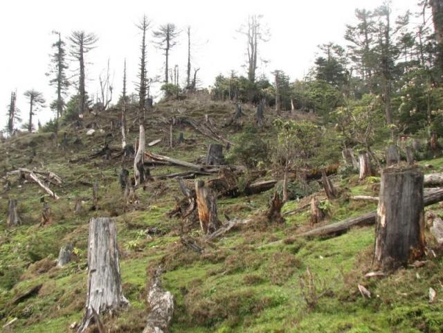 Dezastrul forestier aduce profit - dezastrulforestieraduceprofit-1575380747.jpg