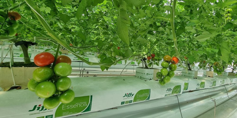 Programul „Tomata”. Sprijin financiar de 3.000 de euro pentru fermierii constănţeni - directia-agricola-1678461094.jpg
