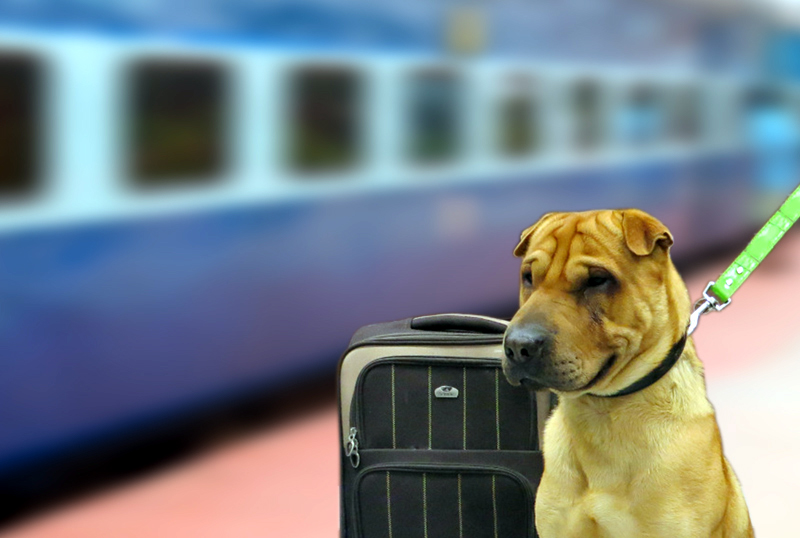 În ce condiții pot fi plimbați câinii cu trenul - dog-1509380088.jpg
