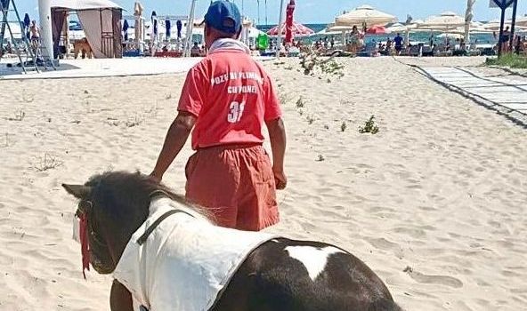 Doi ponei, confiscați de polițiștii locali de pe plaja Mamaia - doiponei2-1597340793.jpg