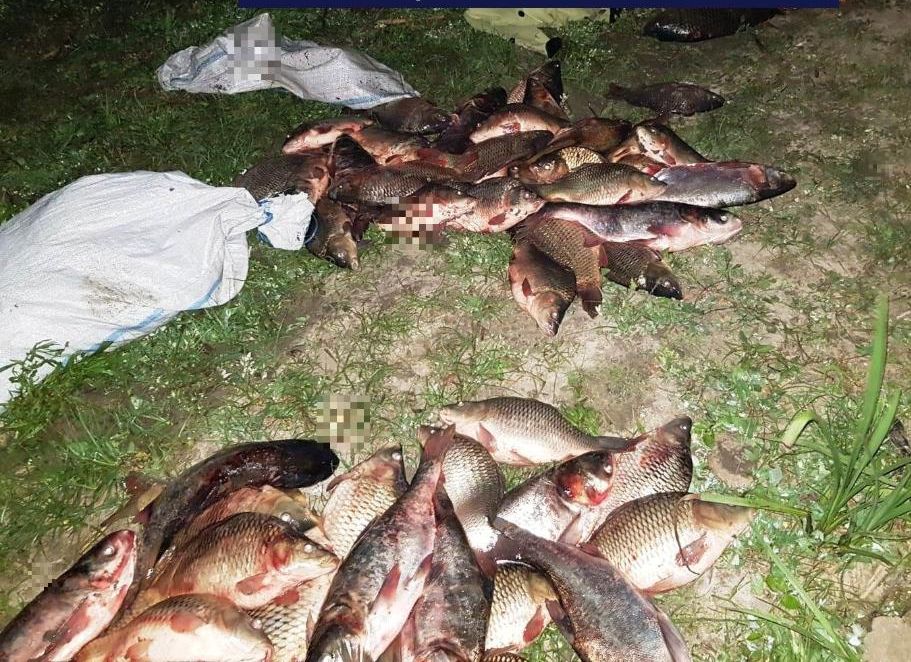 Dosare penale după ce au fost prinși cu peștele furat de la o fermă - dosarepenale-1559505355.jpg