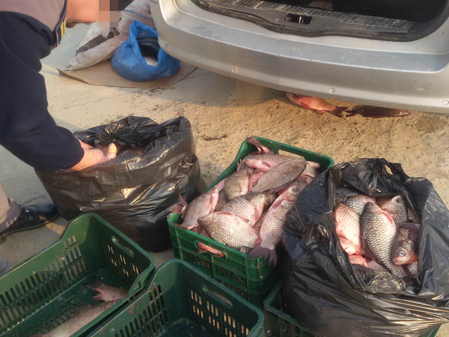 Dosare penale pentru patru indivizi care transportau ilegal o tonă de pește - dosarepenalepentrupatruindivizi-1426504985.jpg