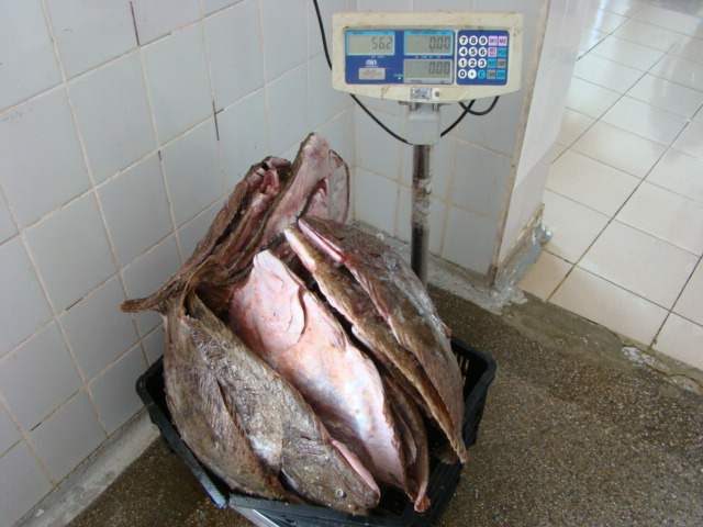 Sute de kilograme de calcan în 