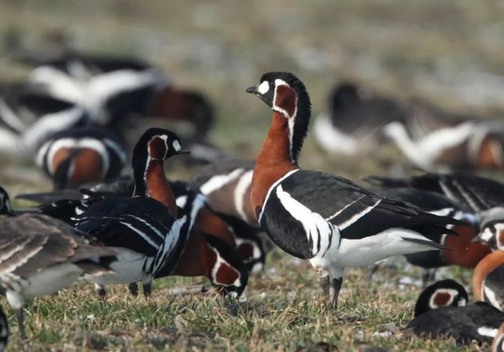 La tabăra ornitologică de la Durankulak au fost montate inele la 13.703 păsări - durankulakpasari-1667831184.jpg