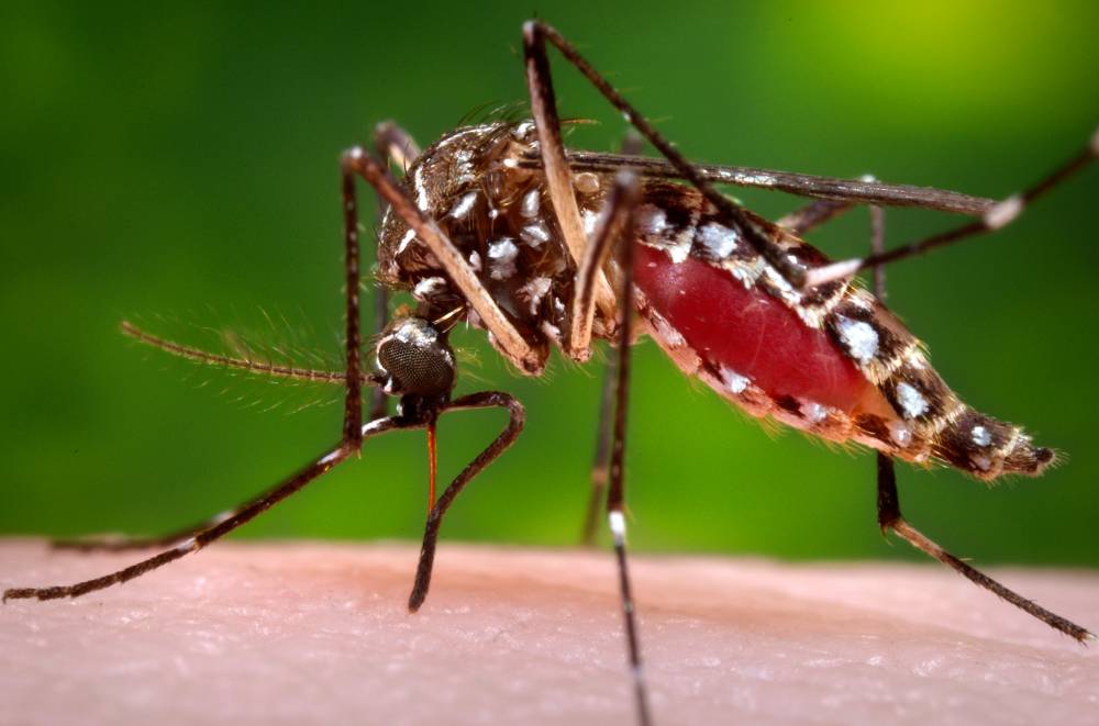Virusul Zika ia amploare! Încă 26 de cazuri de transmitere - egyptianmosquitozikavirusearthdo-1472989334.jpg