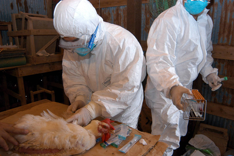Europa avertizează: Gripa aviară  se extinde cu repeziciune! - europaavertizeaza-1478786616.jpg