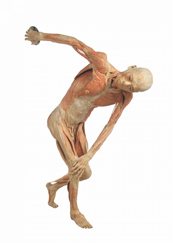 Corpul uman,  într-o expoziție  în premieră la Constanța - expozitiepremiera-1500047863.jpg