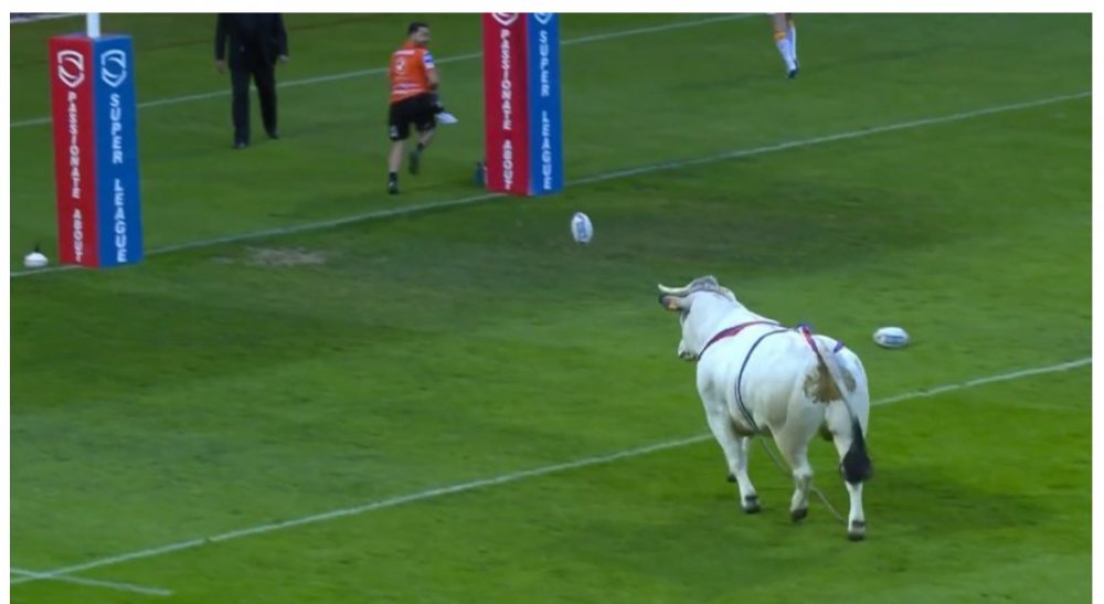 Momente de panică! Un taur a intrat pe teren înaintea unui meci de rugby - fara-titlu-1683388612.jpg