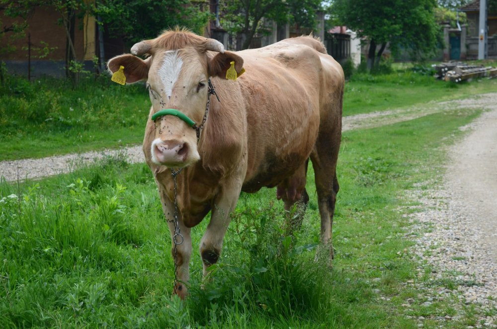 Fermierii care au minim o vacă vor primi subvenţii APIA - fermieriicareauminim-1613977992.jpg