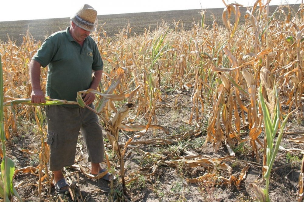 Fermierii plâng cu vorbe: seceta distruge recoltele și le găurește buzunarele! - fermieriiplangcuvorbe-1567632244.jpg
