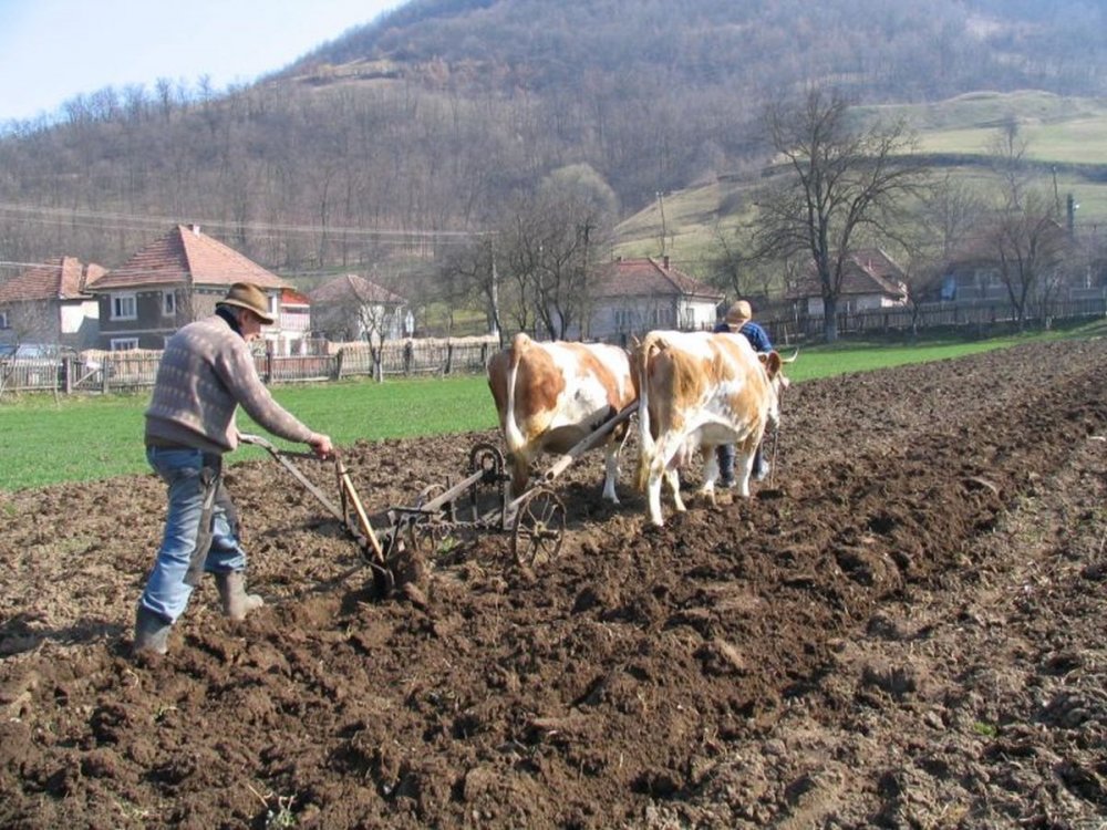 Se solicită urgentarea despăgubirilor pentru culturile de primăvară - fermieriisolicitadespagubiri-1612107030.jpg
