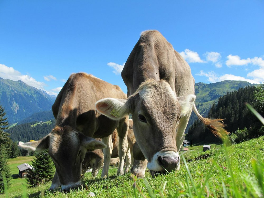 Fermierii sunt încurajați cu vorba și ajutoare financiare să crească vaci de lapte - fermieriisuntincurajati-1664279762.jpg