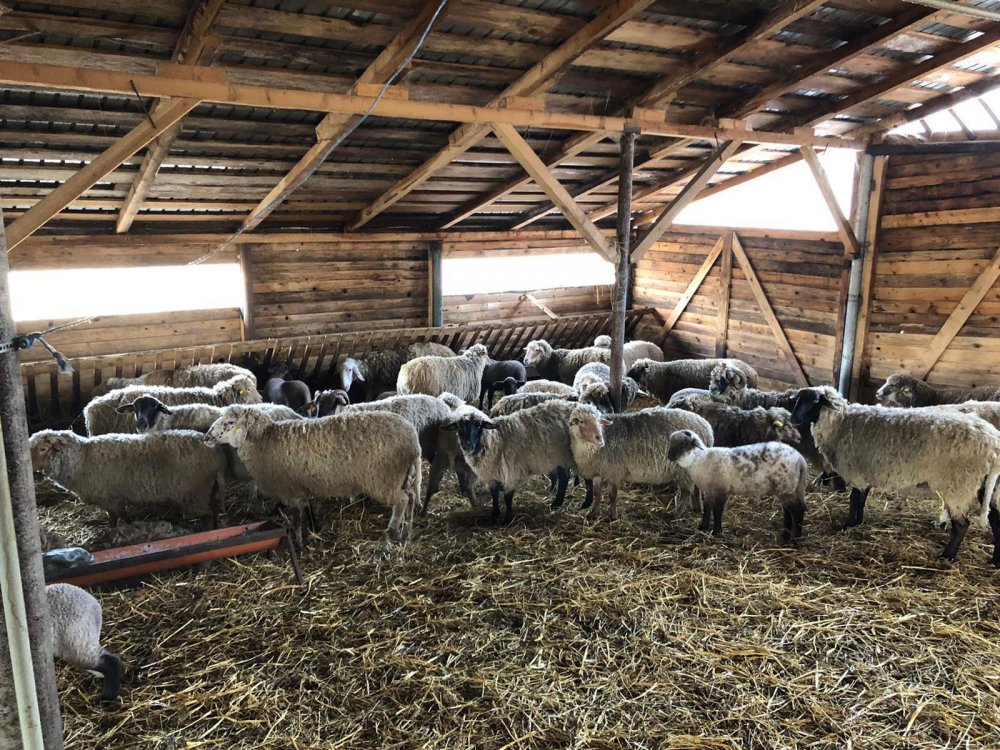 Fermierii care au solicitat Sprijinul Cuplat Zootehnic vor încasa o primă tranşă de bani - fermieriivorprimi-1634482819.jpg