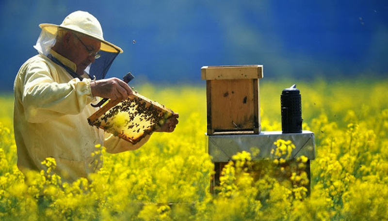 Finanțare pentru apicultori - finantare-1498997711.jpg