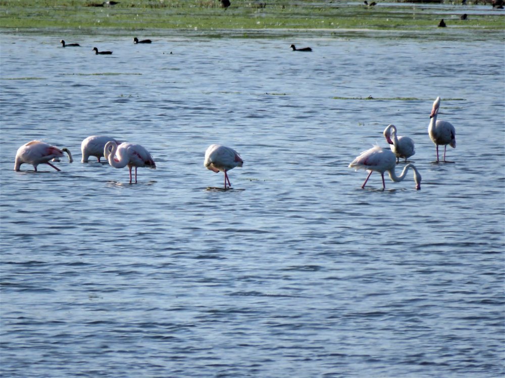 Păsările flamingo, surprinse pe lac, în Dobrogea - flamingo-1631689057.jpg
