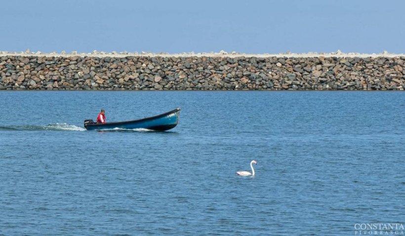 Imagini spectaculoase de la Constanța. Un flamingo a fost surprins în Marea Neagră - flamingo-1651251034.jpg