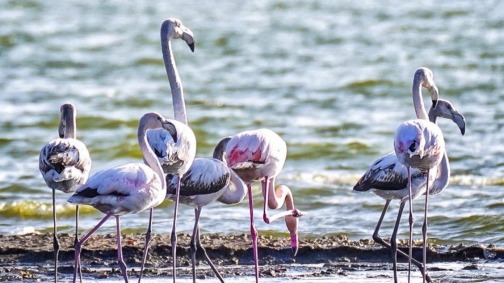 Imagini spectaculoase pe litoral. Stol de păsări flamingo pe Lacul Techirghiol - flamingo-1674145564.jpg