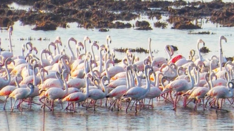 Techirghiol, casă pentru păsările flamingo - flamingo-1710854248.jpg