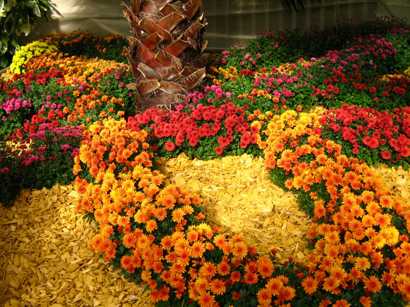 Florile de toamnă înveselesc grădina - floridetoamna-1379349086.jpg