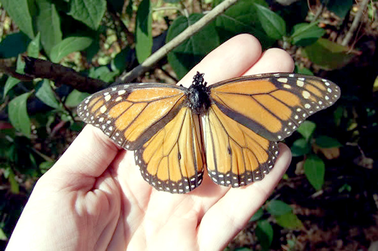 Spectacolul naturii - popasul fluturilor-monarh - fluture-1333739786.jpg