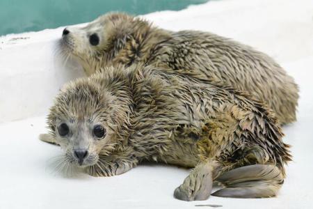 CAZ RAR! Primele foci gemene născute din părinți captivi - foca-1425636106.jpg