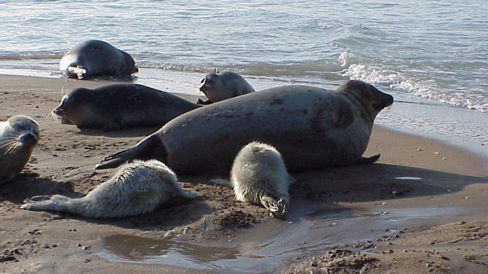 Aproximativ 2.500 de foci caspice, găsite moarte în Daghestan - focicaspice-1670252062.jpg