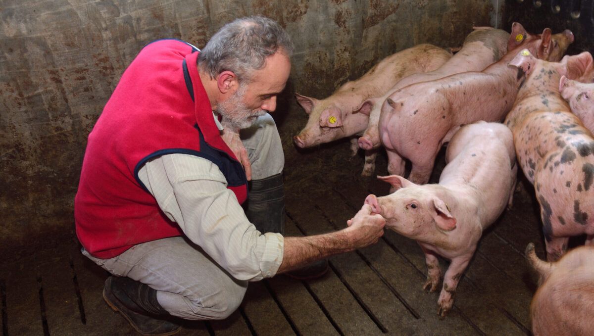 Guvernul interzice gospodăriilor țărănești să vândă porcul din curte - fond-adio-porc-1699296202.jpg