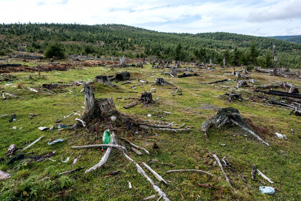 ONU: Zece dintre cele mai protejate păduri ale lumii mai mult poluează - fond2-1635508364.jpg