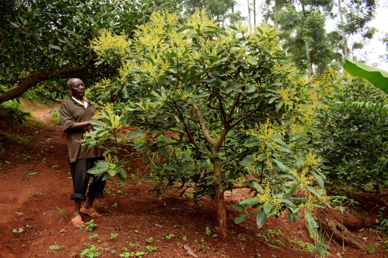 Justițiarii din Kenya se luptă să apere culturile de avocado - fondavocado-1642432324.jpg