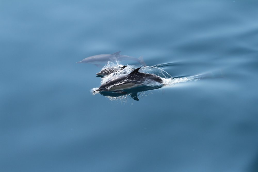 Mai puţini delfini eşuaţi, în 2021. „Pandemia a oferit un moment de respiro mamiferelor marine” - fondmaiputinidelfini-1645731865.jpg