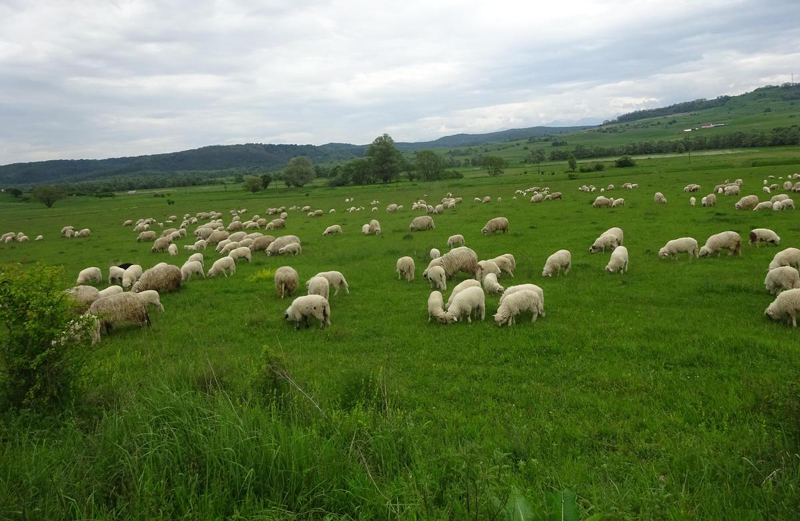 Oile și caprele din Dobrogea, amenințate  de pesta micilor rumegătoare - fondpesta-1537198175.jpg