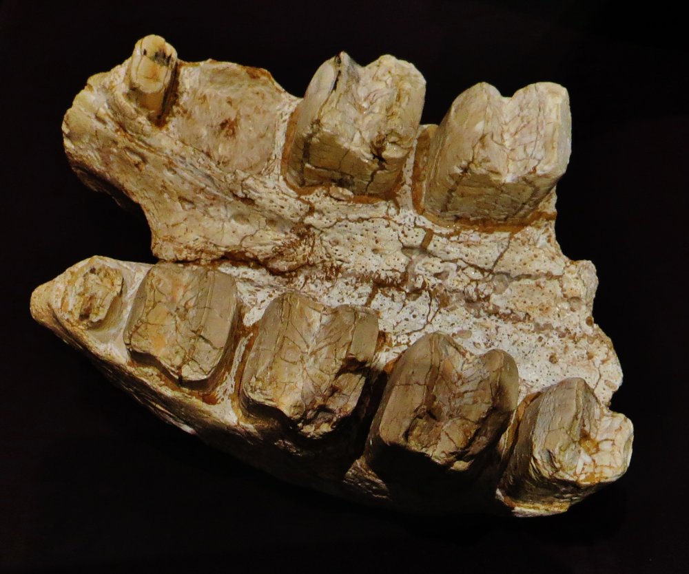 Fosile ale unui exemplar de leneș gigantic, descoperite în Guiana Franceză - fosila-1635256803.jpg