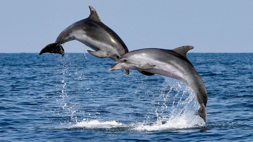 Semnal de alarmă. Zeci de delfini eșuați, pe plajele de pe litoral - fotofonddelfini1-1595946663.jpg
