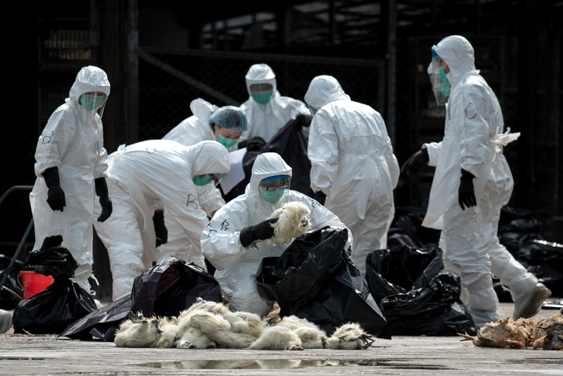 Alarmă la Constanța. Se extinde gripa aviară! Zeci de păsări moarte în Portul Tomis - fotofondgripaaviara-1485361843.jpg