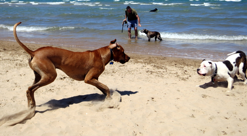 Mergi să te plimbi pe plajă cu câinele - amenzile  sunt uriașe! Cine plătește însă nota pentru maidanezi? - fotofondplaje3-1458846845.jpg