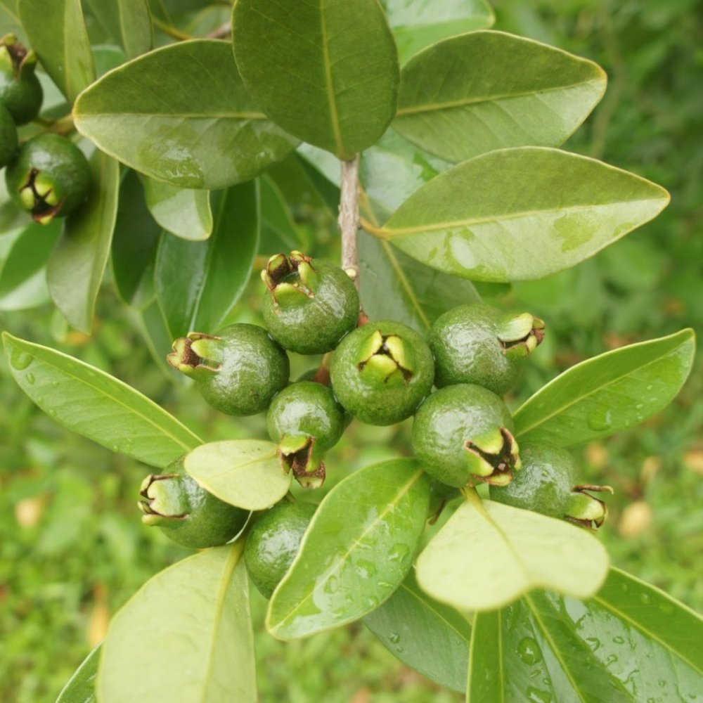 Frunzele de guava vă salvează podoaba capilară - frunzeledeguava1-1555835545.jpg