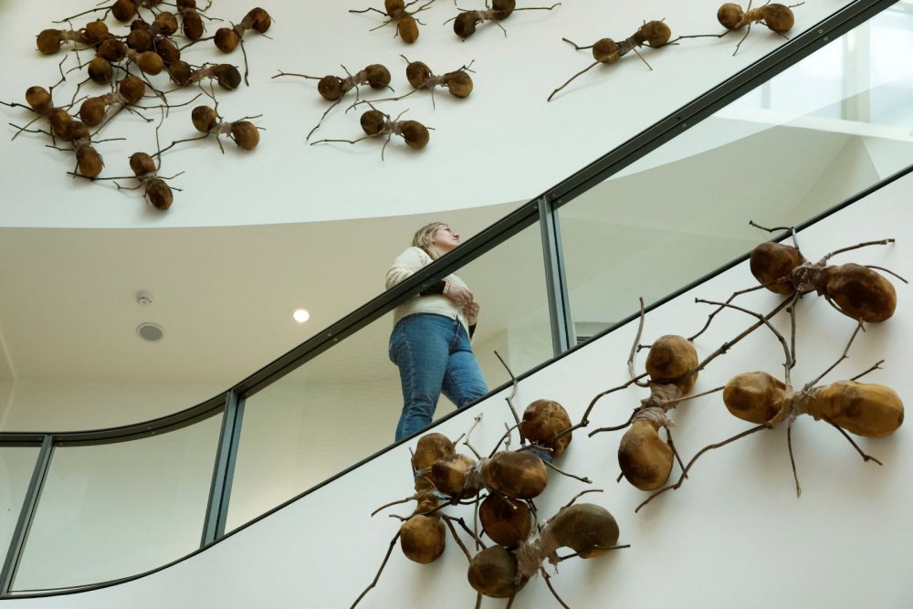 Rijksmuseum din Amsterdam, ''invadat'' de furnici gigantice în cadrul unei noi expoziţii - furnici-1663397761.jpeg